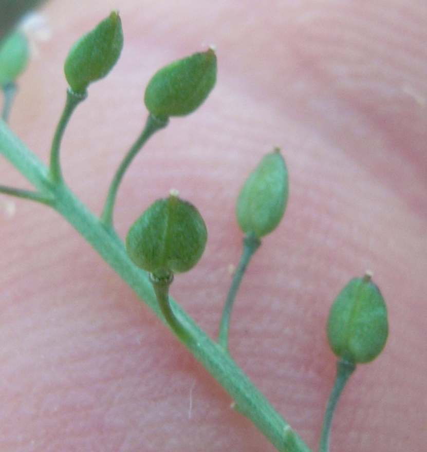 Lepidium graminifolium